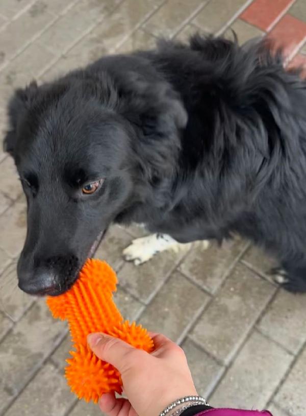 NICHOLAS BORDER COLLIE Foto 8